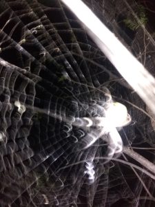 A stunning, detailed macro close-up of an intricate spider web where the delicate, interwoven silk lines catch a brilliant white light throughout the frame, with the spider clearly visible at the center.