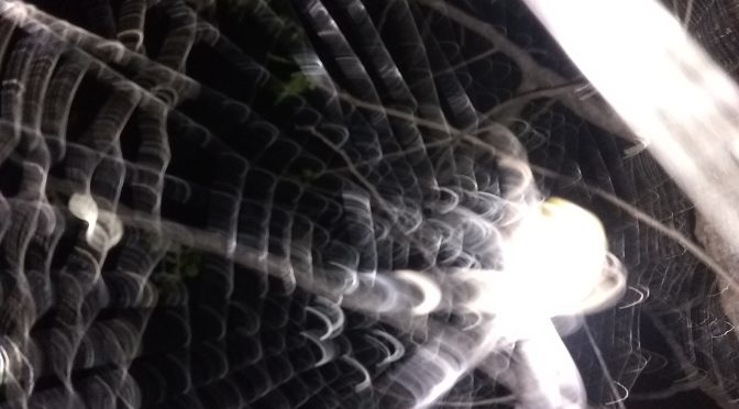 A stunning, detailed macro close-up of an intricate spider web where the delicate, interwoven silk lines catch a brilliant white light throughout the frame, with the spider clearly visible at the center.