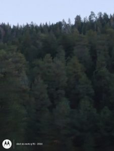 A beautiful view of towering evergreen trees under a quiet night sky to materialize the reality of a peaceful spiritual sanctuary.